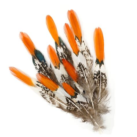 Lady Amherst Pheasant Feathers 10 Pcs 4 6 Natural Etsy