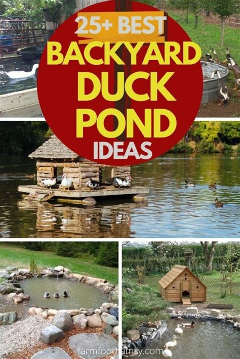 25 Awesome Diy Backyard Duck Pond Ideas And Designs For 2023 Backyard