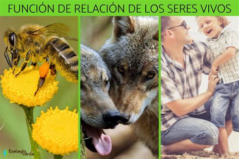 Función De Relación Qué Es Fases Y Ejemplos ¡resumen