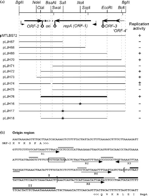 Figure 1 From The Replicative Polymerases PolC And DnaE Are Required