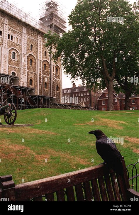 Tower of London Ravens Stock Photo - Alamy