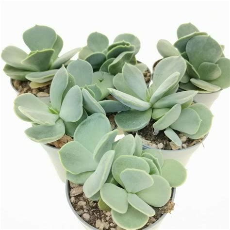 Cotyledon orbiculata - Giromagi Cactus and Succulents