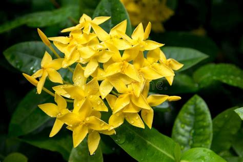 Ixora Flower Yellow Spike Flower King Ixora Blooming Ixora Chinensis