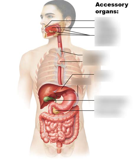 Accessory Organs Of The Digestive System Diagram Quizlet