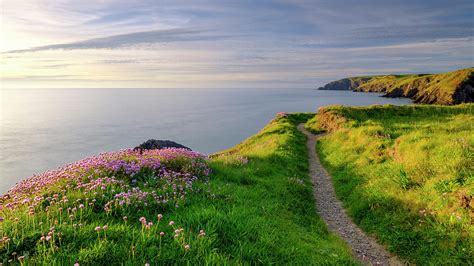 Spring Evening Light On Thrift Sea Pinks In Ceibwr Bay Pembro