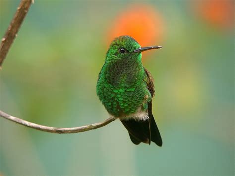 Unique Animals blogs: Hummingbirds Pictures Hummingbirds Wallpapers