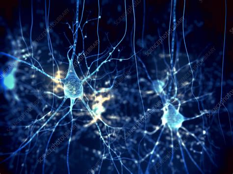 Pyramidal Neurons Illustration Stock Image F037 5977 Science