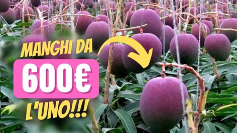 Top Frutta Pi Costosa La Mondo Scorpi La Pera Di Buddha Youtube