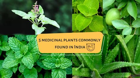 Medicinal Plants Commonly Found In India Nature Speakz