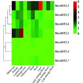 Hierachical Clustering Of Meamt Gene Expression Profiles Across