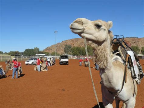 Camel Race: Uae Camel Racing