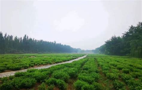 追青逐绿绘就生态文明新画卷——金昌践行“八个着力”推动高质量发展纪实（五） 绿色 建设 工作