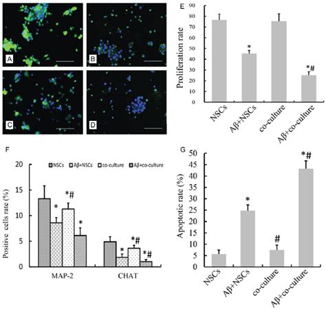 Aβ 1 42 inhibits proliferation and differentiation and promotes