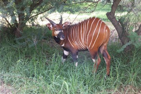 Bongo Antelope - Altina Wildlife Park