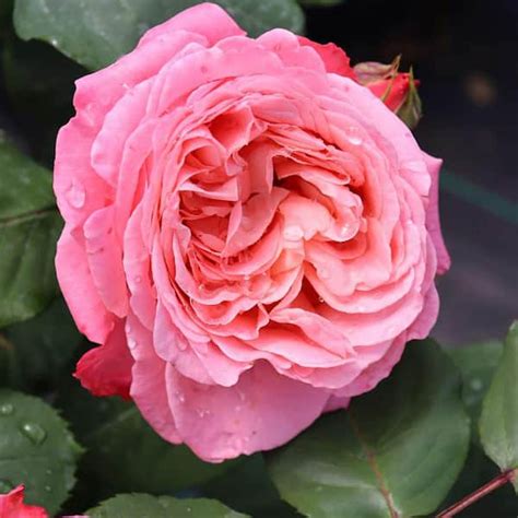 Proven Winners 1 Gal Reminiscent Coral Rose Rosa Live Plant Shrub