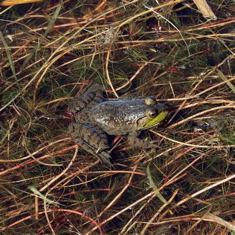 American Bullfrog Sitting On Submerged Aquatic Vegetation Flickr