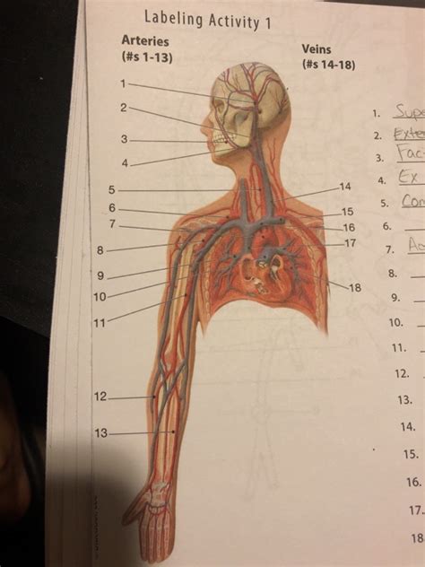 Arteries Diagram Labeled Common Artery Labeling Label The Artery