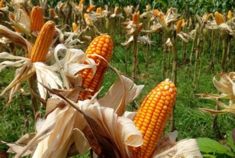 Cara Menanam Jagung Hibrida Pemupukan Jarak Umur Panen