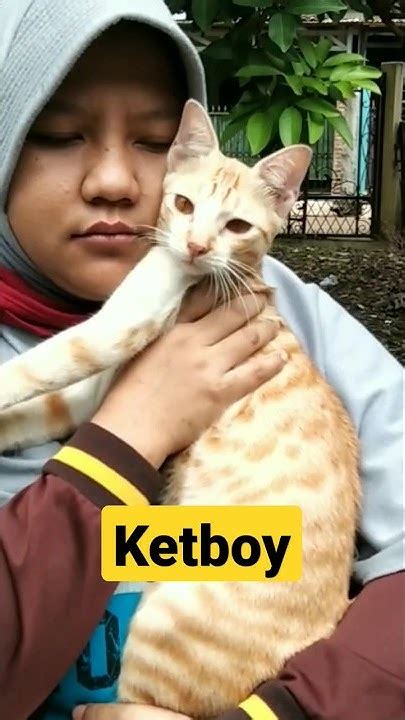 Kucing Oren Bernama Ketboy Youtube