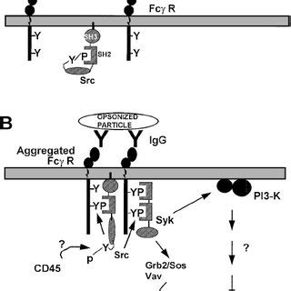 Fc receptor activation in ADCC by NK cells. Schematic representation of ...