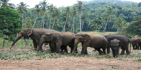 Jungle and Rainforest Wildlife in Sri Lanka | Yampu Tours