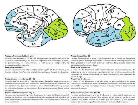 Reas De Brodmann Que Intervienen En El Proceso Imaginativo Del