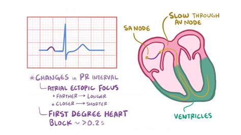 ECG intervals: Video, Anatomy, Definition & Function | Osmosis