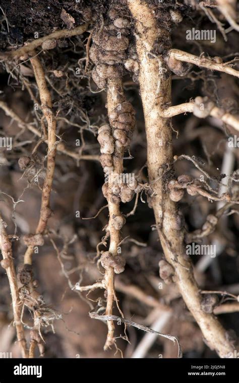 Nitrogen Fixation Nodules On The Roots Of Lupin Lupinus Spp Plant