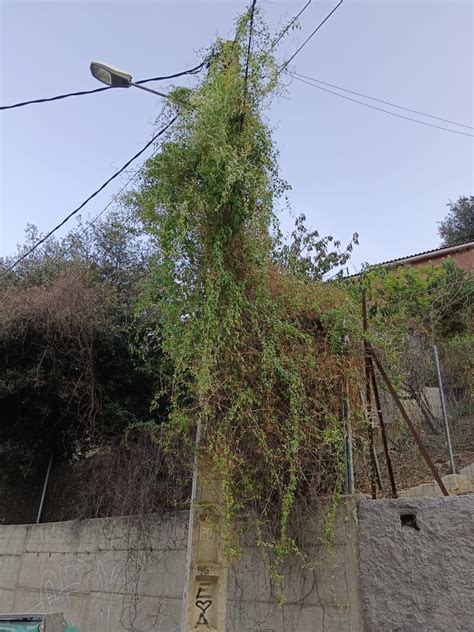 Ve Ns De La Floresta Alerten De L Alt Risc D Incendi