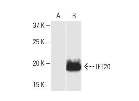 Anti IFT20 Antibody 3F3 SCBT Santa Cruz Biotechnology