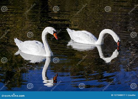 Couple Of White Swans Stock Image Image Of Swans Loving 127348817