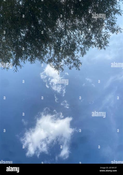 Mira hacia arriba al cielo azul con nubes blancas a través los altos