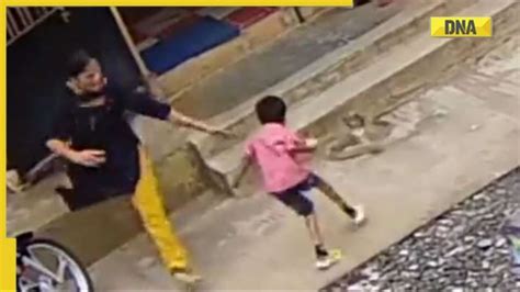 Viral Video Karnataka Woman Saves Son From Snake Ready For Attack