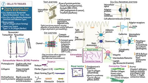 USMLE COMLEX Step 1 Cells To Tissues Ditki Medical Biological