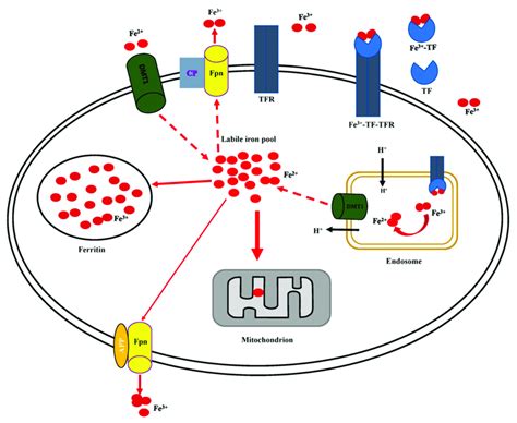 Cellular iron uptake, storage, utilization, and efflux. Extracellular ...