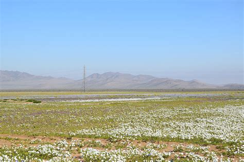 Discover The Explosion Of Colors In Atacama Desert After The Rainfall