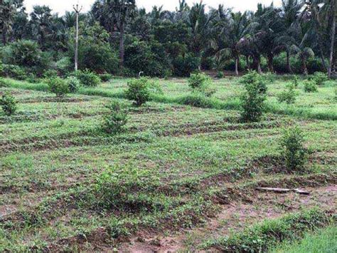 Agricultural Land 14 Ares For Sale In Puliyankudi Tirunelveli REI719028