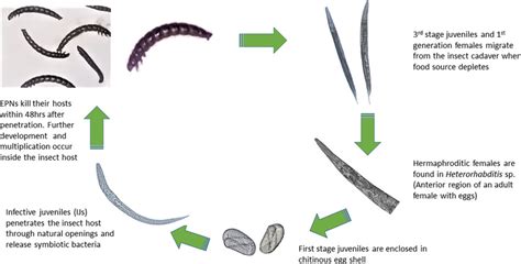 Life Cycle Of The Entomopathogenic Nematode Download Scientific Diagram