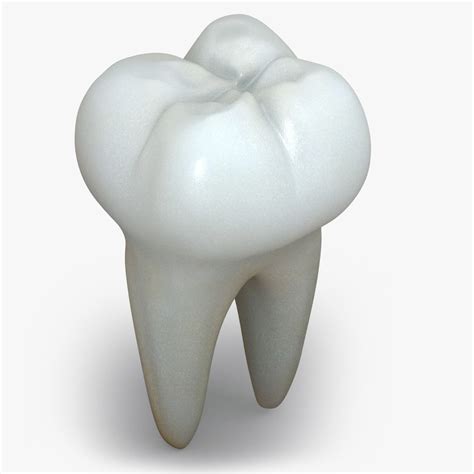 Realistic Human Teeth D Model Cgtrader