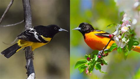 Download Baltimore Oriole Bird Collage Animal Photography Picture