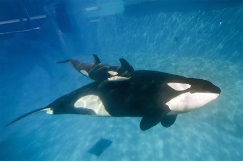 Orca Whale Breeding