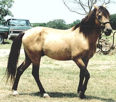 Brumby Horse Breed Information, History, Videos, Pictures