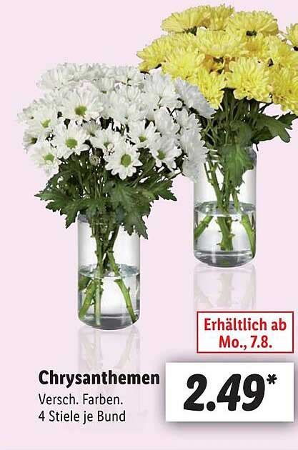 Chrysanthemen Versch Farben Angebot Bei Lidl 1Prospekte De