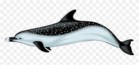 Miami Dolphins Clipart Clip Art Dolphin Miami Dolphins Clipart