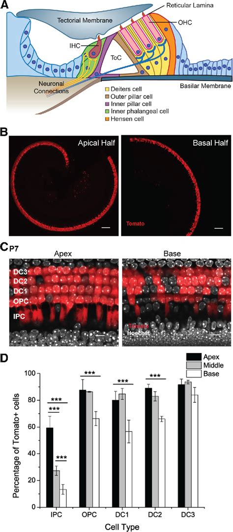 Figure 1 From Selective Ablation Of Pillar And Deiters Cells Severely