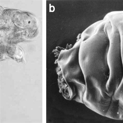 (PDF) A model on the evolution of cryptobiosis