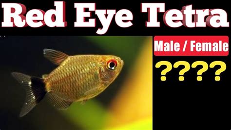 Red Eye Tetra Male And Female Difference How To Identify Male And Female Red Eye Tetra Youtube