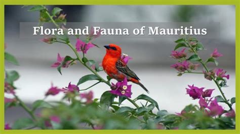 Biodiversity (Flora and Fauna) of Mauritius - Yo Nature