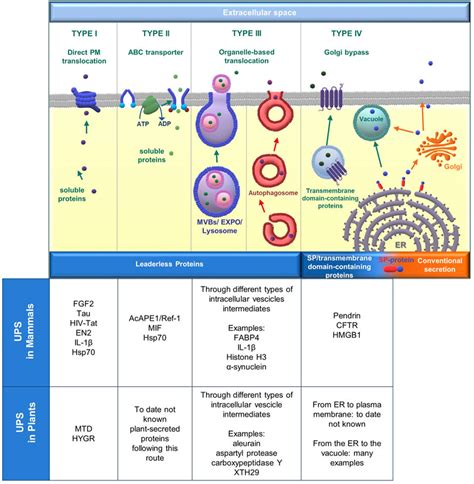 Frontiers Unconventional Pathways Of Protein Secretion Mammals Vs