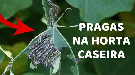 Pragas Na Horta Caseira Evite Infesta O Youtube